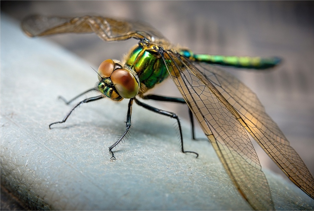 S polámaným křídlem