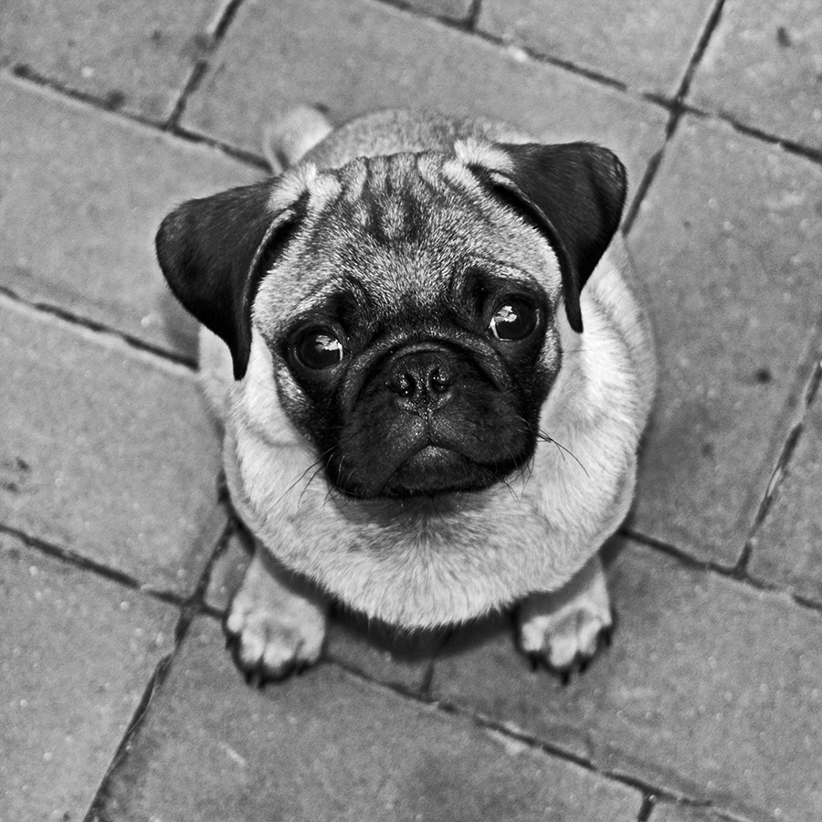Frank