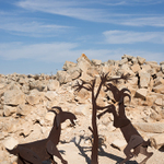 ..mumifikované a lehce zkorodované živící se kozy za hradbami byzantského města Avdat..