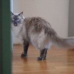 Přistižen při činu.