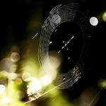 Blízká setkání třetího druhu