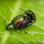 Co se děje na listu