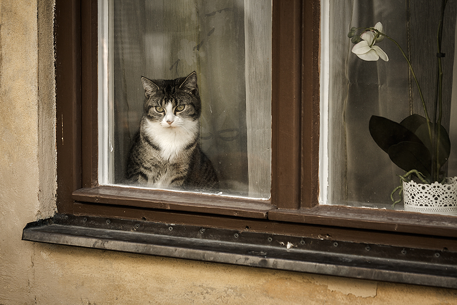 Zátiší s kocourem