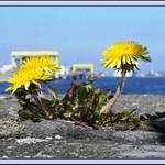 Pampeliška přístavní