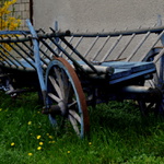Žebřiňák