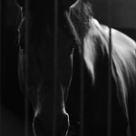 Koník smutný,  svetlom maľovaný...