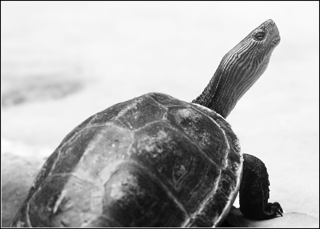 Želvoid želvoidovitý