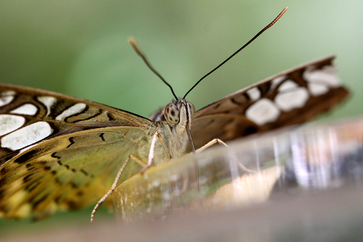 krmení divé zvěře