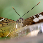 krmení divé zvěře