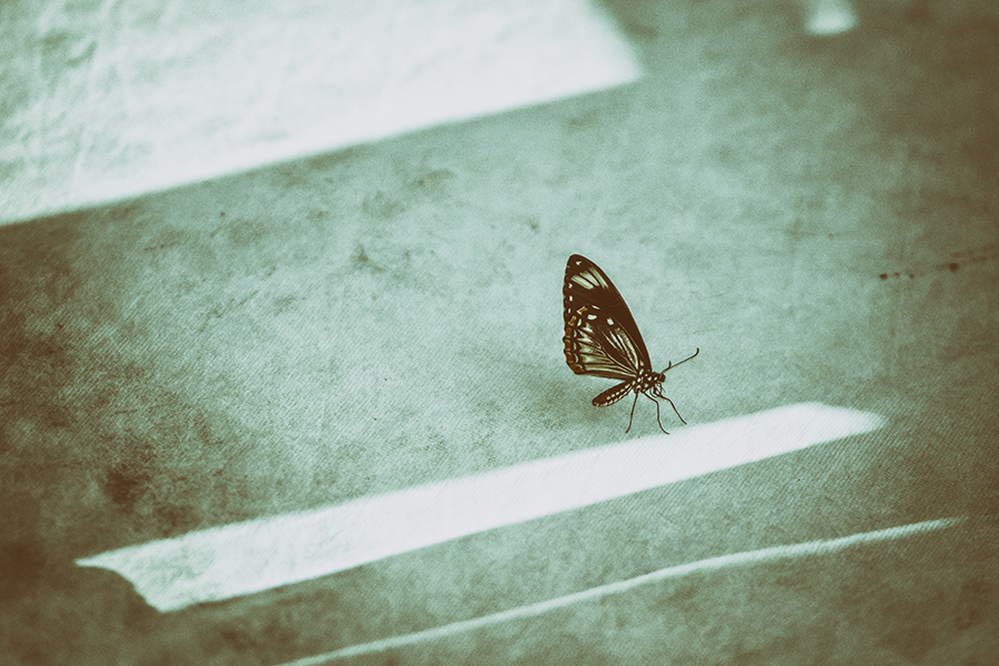 papilio