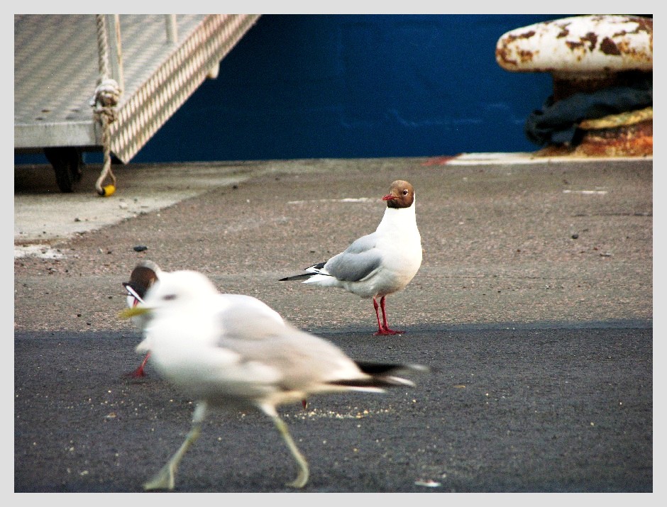 Hyc ,že i ptáci chodí pěšky...