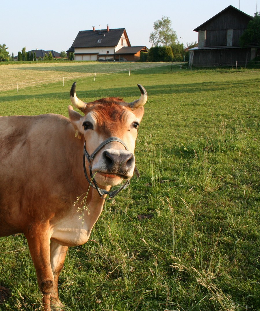 Pohodička
