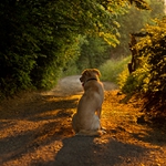 príde, či nepríde ?