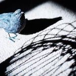 Fotka inspirovana skutecnym pribehem, kdy jiste stvoreni prislo intrikami o svuj domov...