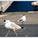 Hyc ,že i ptáci chodí pěšky...