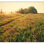 Svítání na Pálavě