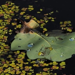 Co se děje na hladině