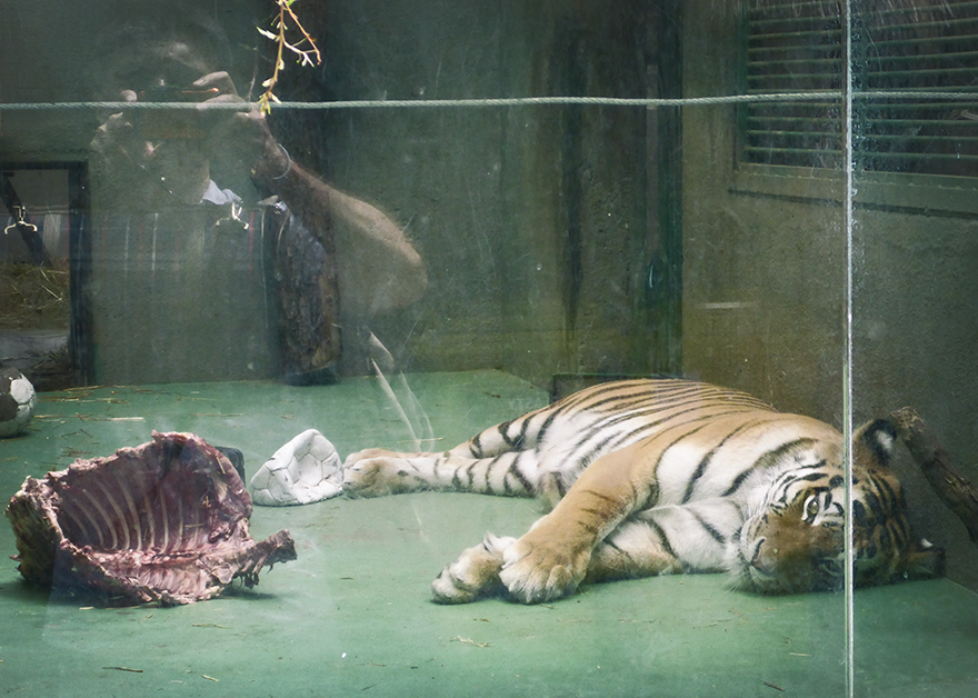 zoo...