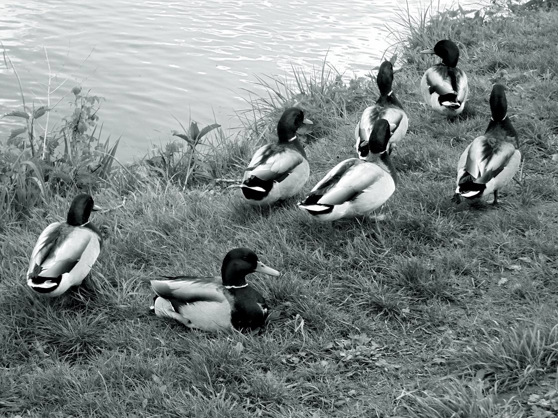 dej nám už konečně pokoj...