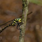 Páskovec kroužkovaný