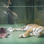 zoo...