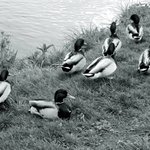 dej nám už konečně pokoj...