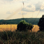 Čižice u Plzně