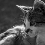 Odpočinek na trávníku