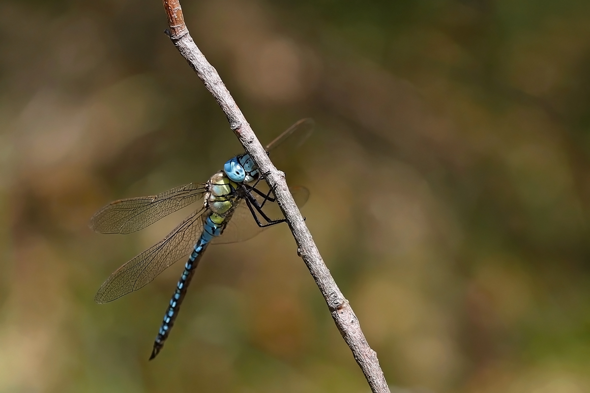 ..šídlo rákosní...