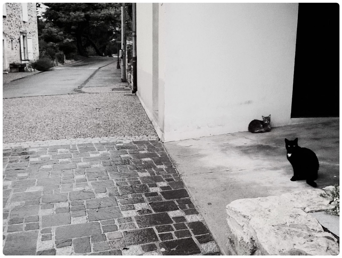 "Chat Noire"