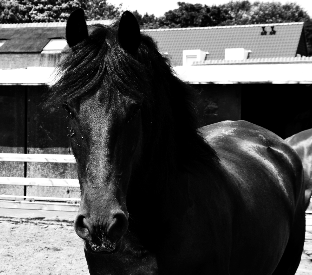 Een paard