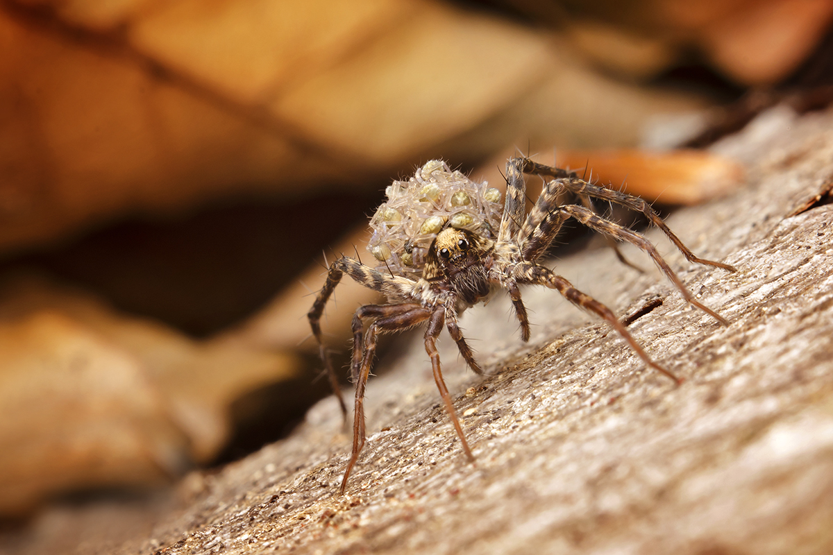 Mama z rodu Slíďákovitych