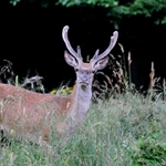 Kde sa vzal tu sa vzal