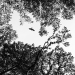 Free as a Bird ( ? )