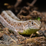 Jééééééštějedna.