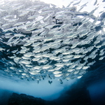 Lepší víc stříbrných, než jedna zlatá