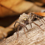 Mama z rodu Slíďákovitych