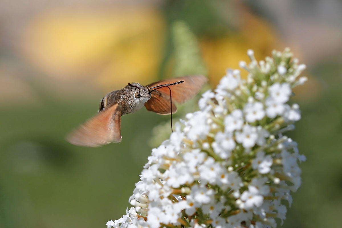 ..dlouhozobka v akci...
