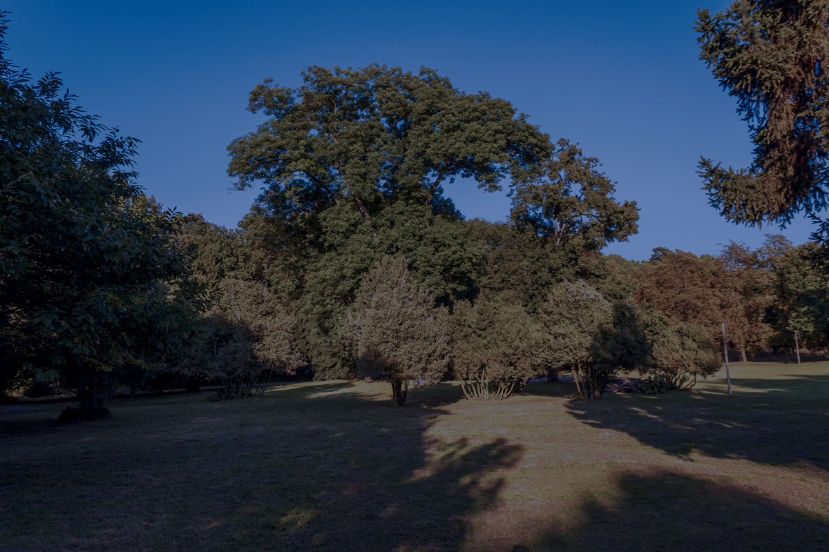 Podvečerný park