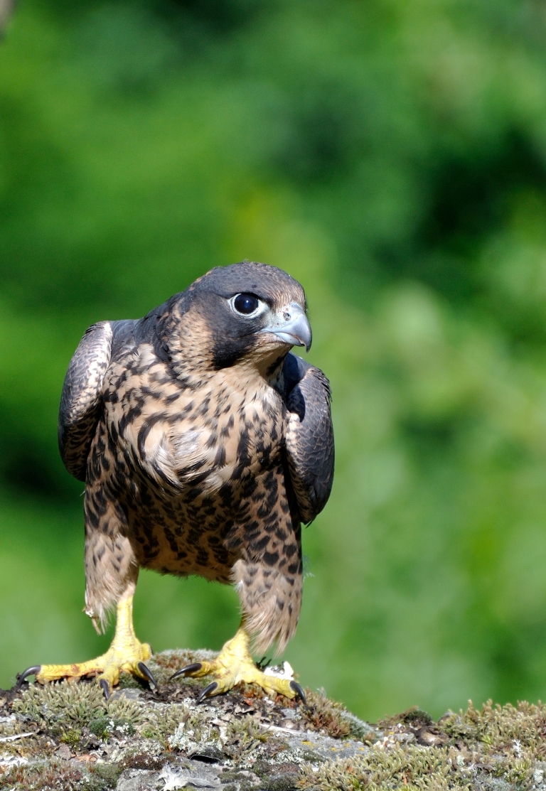 Falco