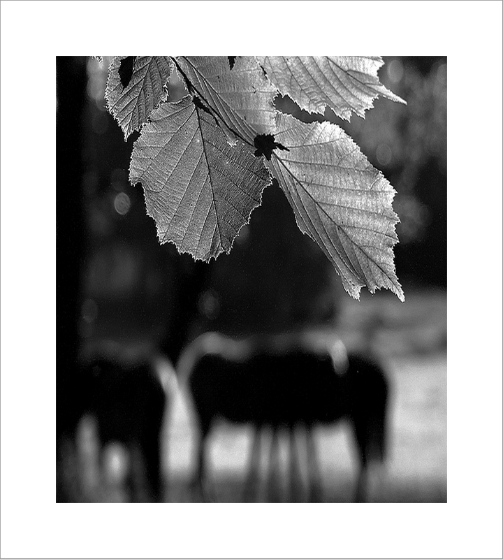 jak chcete žít bez koní ?