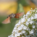 ..dlouhozobka v akci...