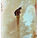 Mimozemšťan a medvěd ?