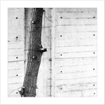 ohlodán až na kost