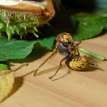 Přecpaný sršeň :o)