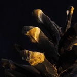 šiška černé borovice