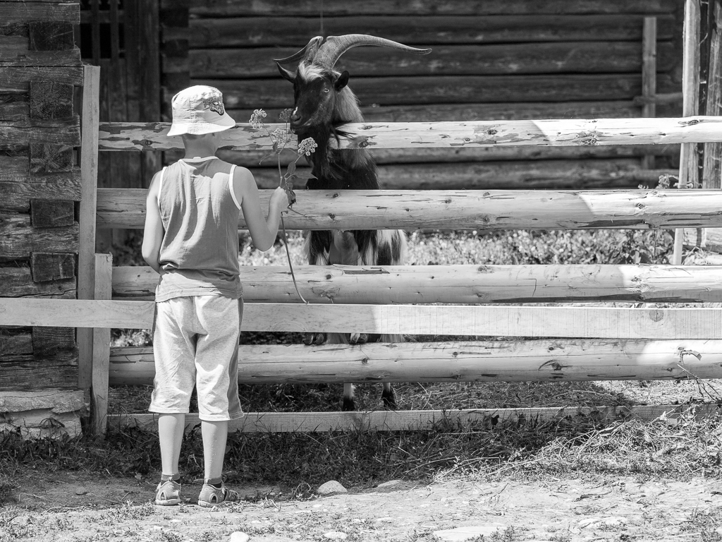 chlapec a velkopopovický ...