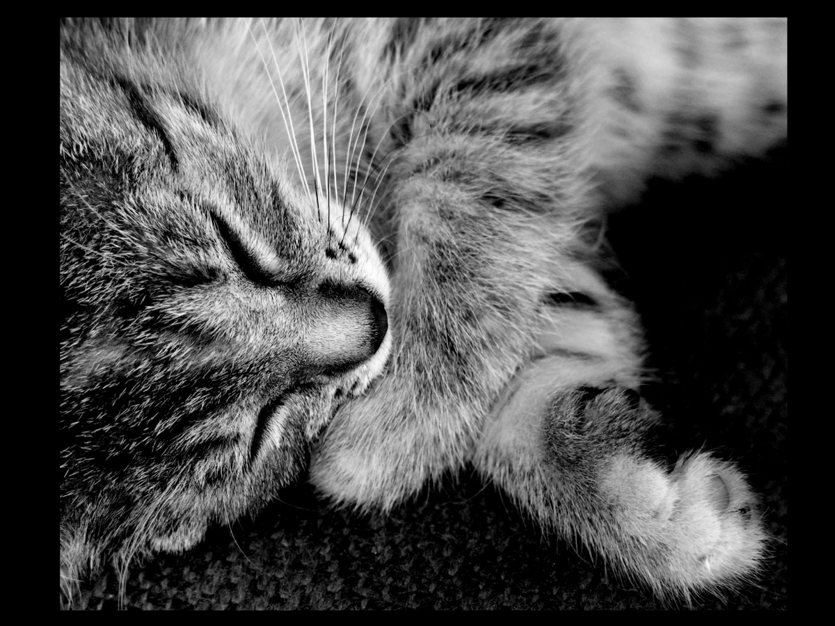 miuw