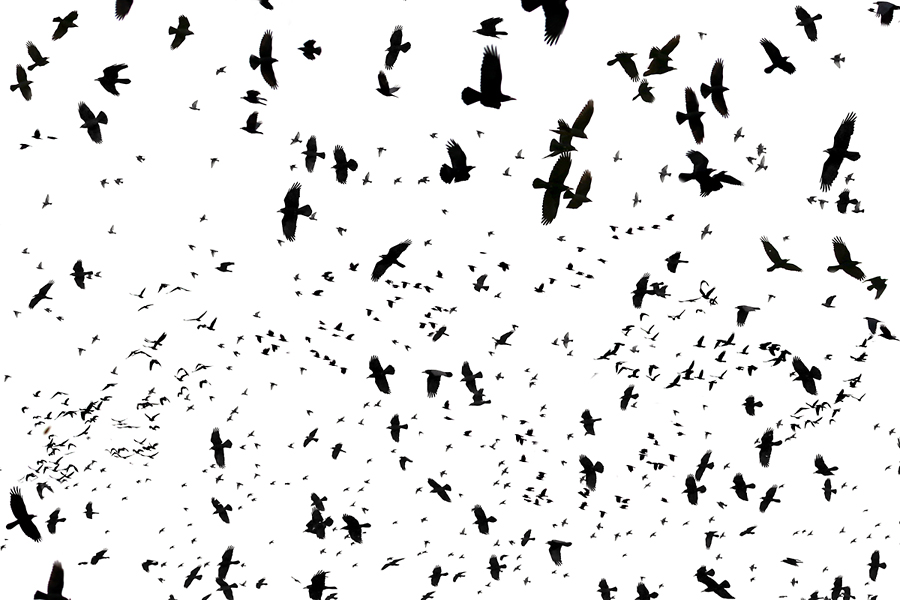 Inspirace Daphne du Maurier