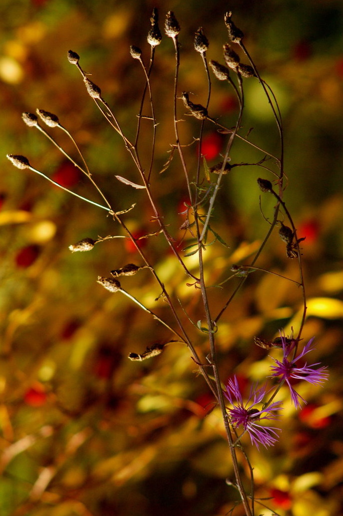 autum flower
